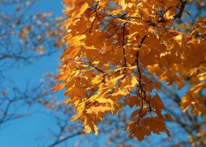 Šogad gaidāms neraksturīgi sauss rudens