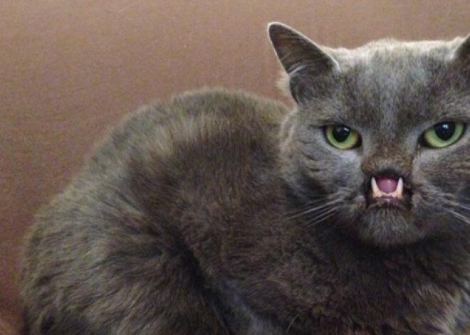 Кот с волчьей пастью