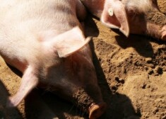 К настоящему моменту АЧС выявлена у 100 кабанов и 72 свиней, уничтожено 564 свиньи