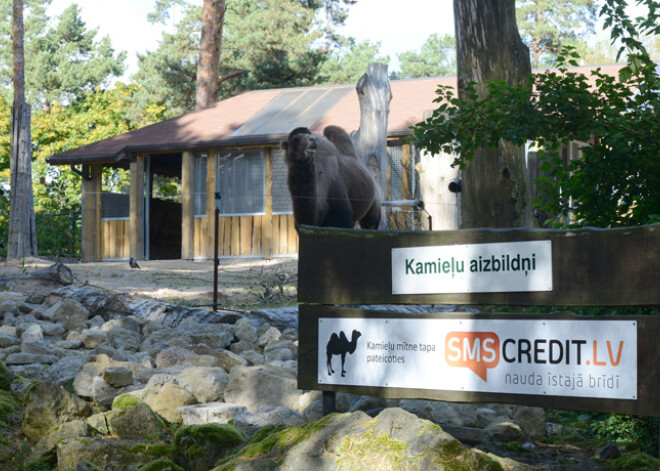 Rīgas Zooloģiskajā dārzā atklāta rekonstruētā Kamieļu māja. FOTO