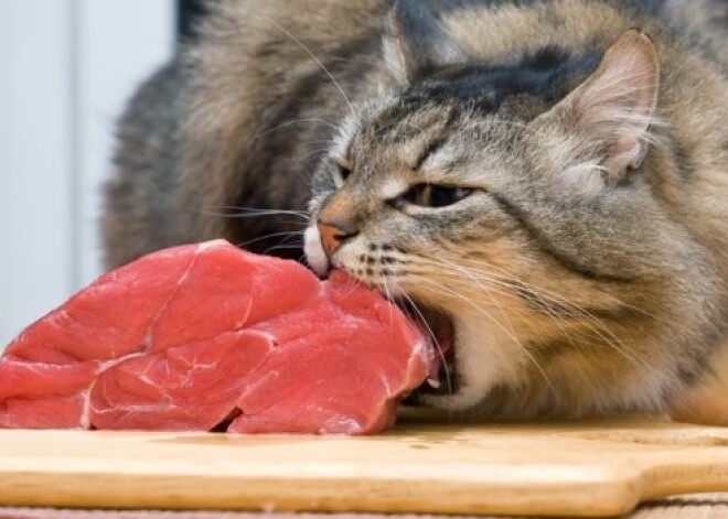 10 cilvēku pārtikas produkti, kas ir bīstami kaķiem