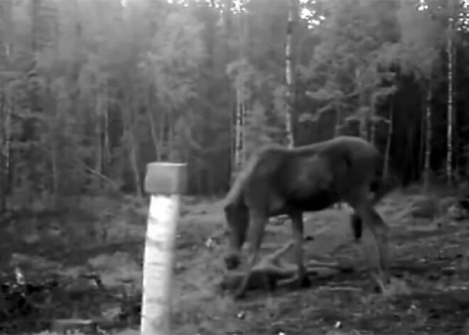 Aļņu māte aizsargā savu mazuli no plēsīgiem vilkiem. VIDEO