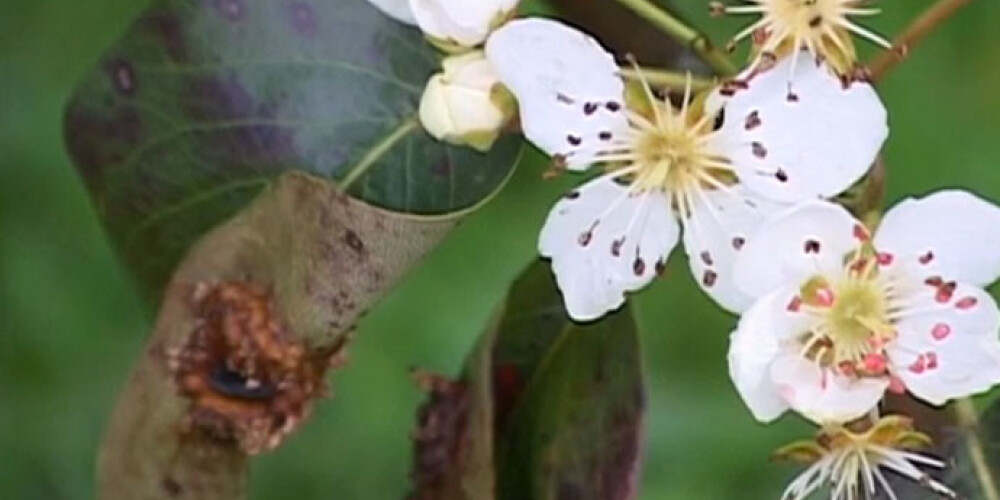 Siltais rudens apmāna augļu kokus. Grobiņā uzziedējusi bumbiere!