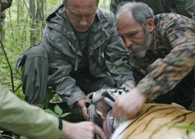 Tīģeris, kuru savulaik Putins palaida brīvībā, izrādījies varen agresīvs. VIDEO