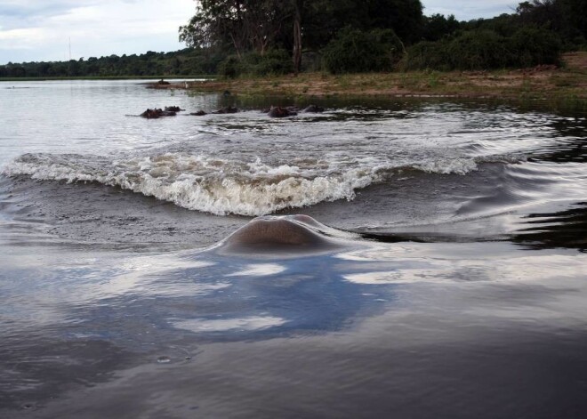 Precēts pāris ceļojumā piedzīvo nīlzirga uzbrukumu