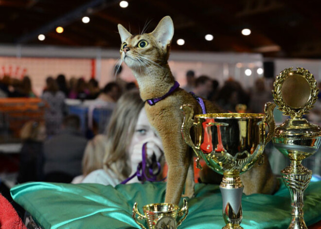 Satiec vēl neredzētus ķepaiņus un astaiņus izstādē "Zooekspo 2014" Ķīpsalā