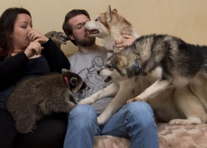 Čūskas, ķirzakas, zirnekļi... Studentu pāris savu dzīvokli pārvērtis zoodārzā. FOTO