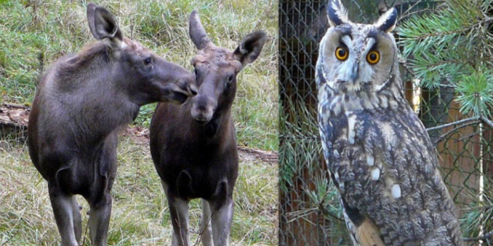 Līgatnes dabas takas izsludinājušas vārda došanas konkursu jaunajiem iemītniekiem – ausainai pūcītei un jaunajiem alnēniem – dvīņiem.