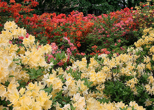 Latvijas Universitātes Rododendru audzētavā Babītē radītas septiņas jaunas rododendru šķirnes, kas tikko reģistrētas Starptautiskajā rododendru šķirņu reģistrā un saņēmušas Anglijas Karaliskās dārzkopības biedrības sertifikātus.