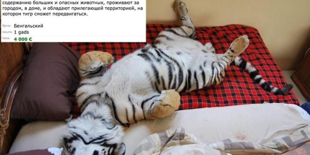 Хозяина вроде как очень беспокоит дальнейшая судьба тигра, но нигде нет информации о том, есть ли на животное какие-либо документы