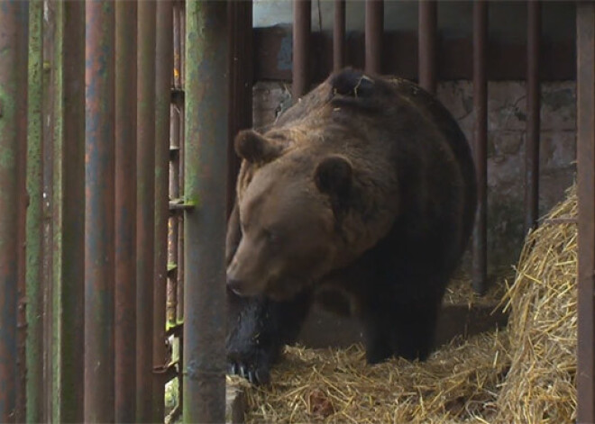 Zoodārzā nogādātais lācis Bargais jau paspējis ieviest savu kārtību