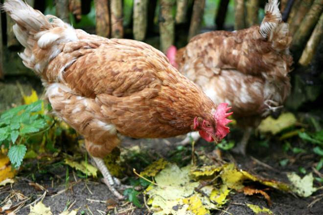 Īsti ekoloģiskas olas dēj vistas lauku sētā, ja vien tās nepiebaro ar modificēto soju.