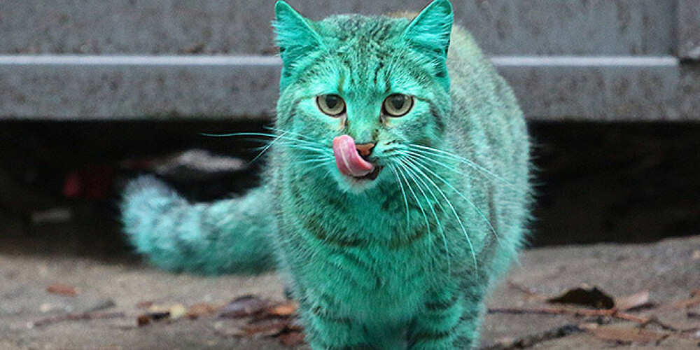 Тайна зеленого кота