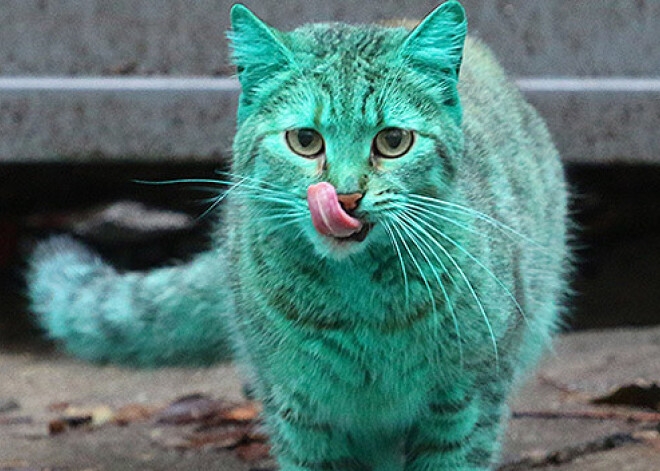Тайна зеленого кота