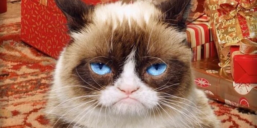 Харизматичная кошка уже снялась во многих рекламных роликах, стала героиней нескольких книг и бесчисленных сувениров по всему миру