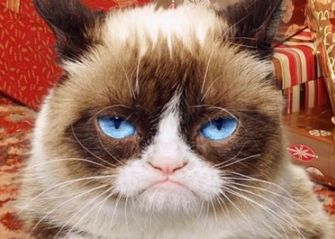 Знаменитый Grumpy Cat стал мультимиллионером