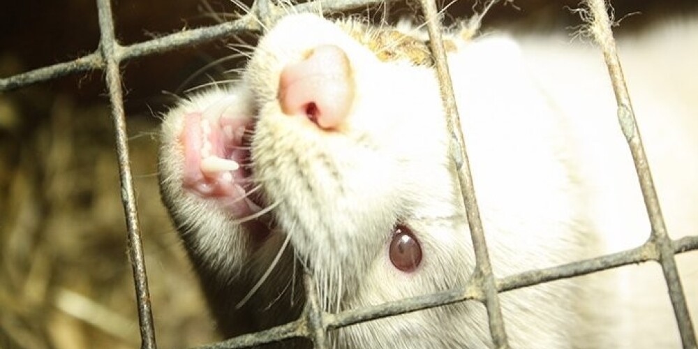 Животных на зверофермах не лечат и многие умирают от ран и истощения