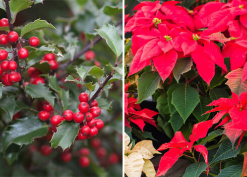 Pateicoties mūžzaļajam, spožajam lapojumam un košajām ogām ziemā, īlekss jau izsenis ir kļuvis par vienu no Ziemassvētku noskaņas simboliem.