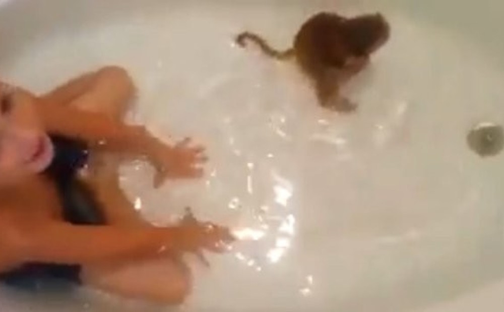 Песня бэтмен купание обезьяны. Обезьянка в ванне. Обезьяна моется в ванне. Обезьяна купается в ванной. Маленькая обезьянка в ванне купается.