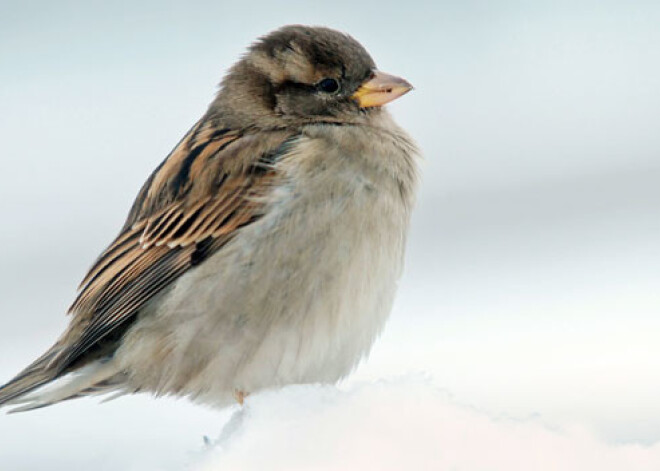 Priecīga ziņa rīdziniekiem: decembrī, janvārī un februārī siltuma cena būs mazāka!