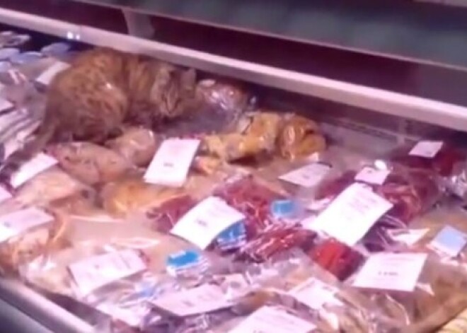 Во Владивостоке кот объел магазин на 900 евро. ВИДЕО