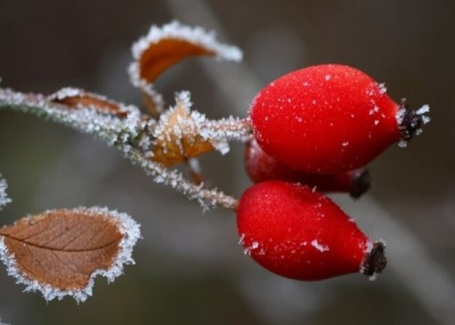 Dārza darbi decembrī! Vēl ir ko darīt gan dārzā, gan mājās