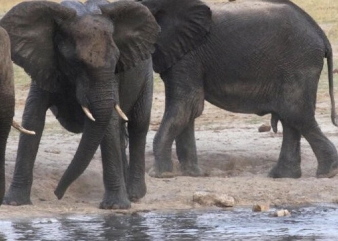 Naudas trūkuma dēļ Zimbabve tirgo savus ziloņus