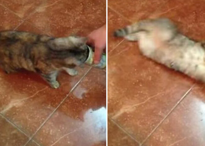 Кот сходит с ума от оливок. ВИДЕО