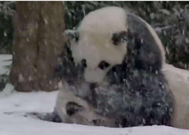 Pandas mazuļu pirmie ziemas prieki! Aizkustinosš VIDEO