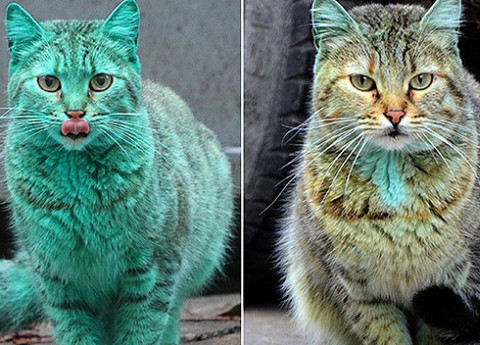 Знаменитого зеленого кота почти очистили