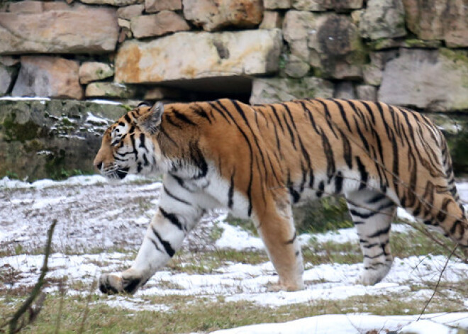 Rīgas Zoodārzam izstrādāts "Āfrikas savannas" projekts