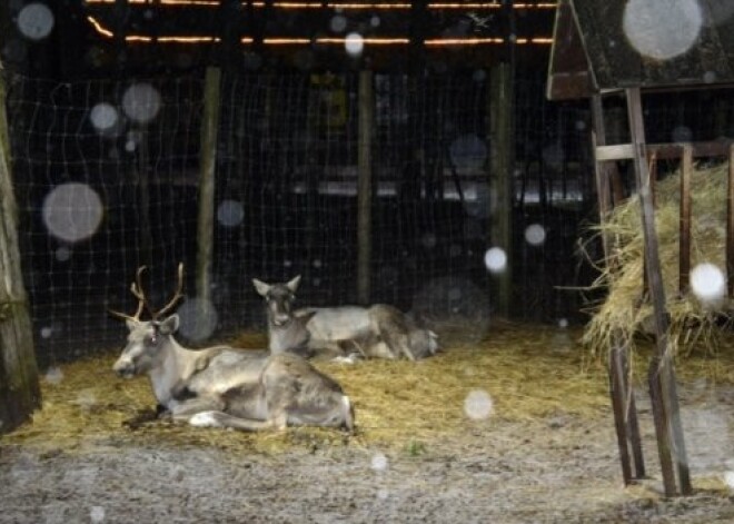 Rīgas Zooloģiskajā dārzā Ziemas naktis vēl līdz 25. janvārim. FOTO