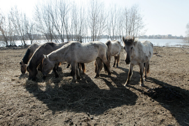 Dabas muzejā atklāta fotoizstāde, kas stāsta par savvaļas zirgu – tarpānu dzīvi Jelgavas Pils salas palieņu pļavās.