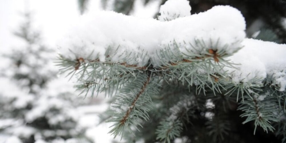 Больше всего снега выпало в Алуксне - 26 см