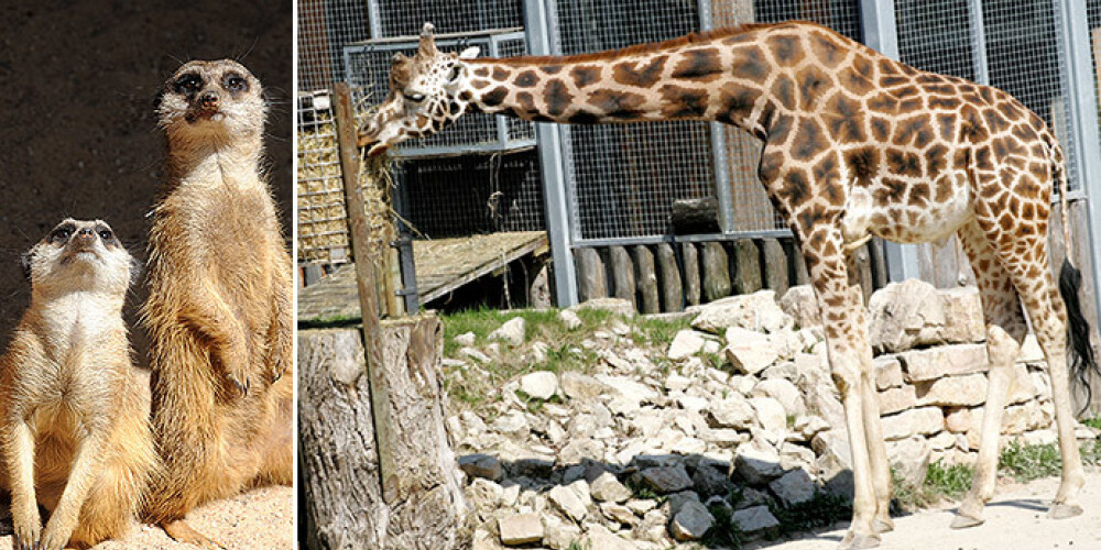 Spēkavīrs Raimonds Bergmanis (no kreisās) un 2000. gada Sidnejas Olimpisko spēļu dalībnieks Voldemārs Lūsis veic ikgadējo Galapagu bruņurupuču svēršanu Rīgas Zooloģiskajā dārzā.