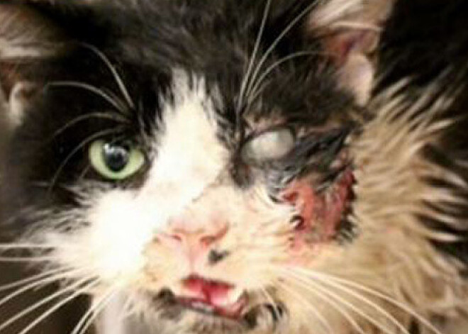 Кот восстал из мертвых