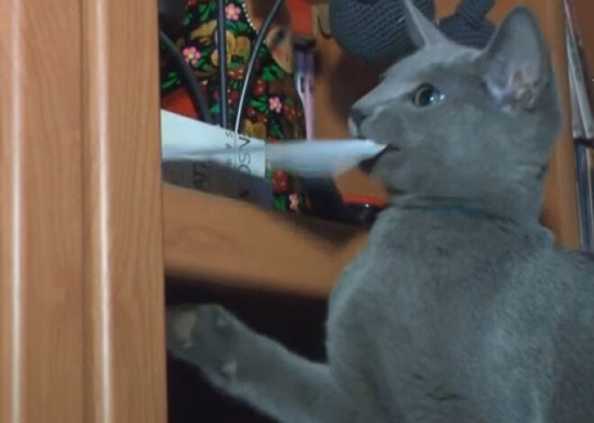 Liepājā izaudzētie zilie kaķi saimniekus iegūst visā pasaulē. VIDEO