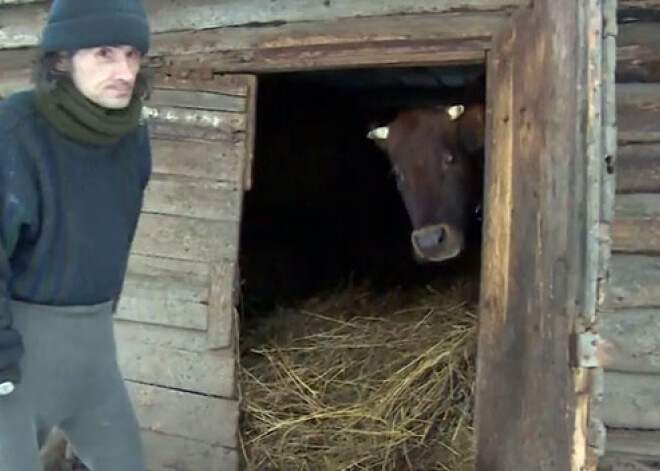 Šausmas Latgales pierobežā: ģimene dzīvo kūtī; lopi nebaroti. VIDEO