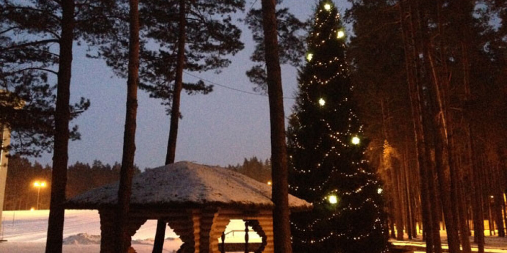 Mežā cirstu Rīgas galveno Ziemassvētku egli varētu aizstāt daudzu mazu eglīšu konstrukcija