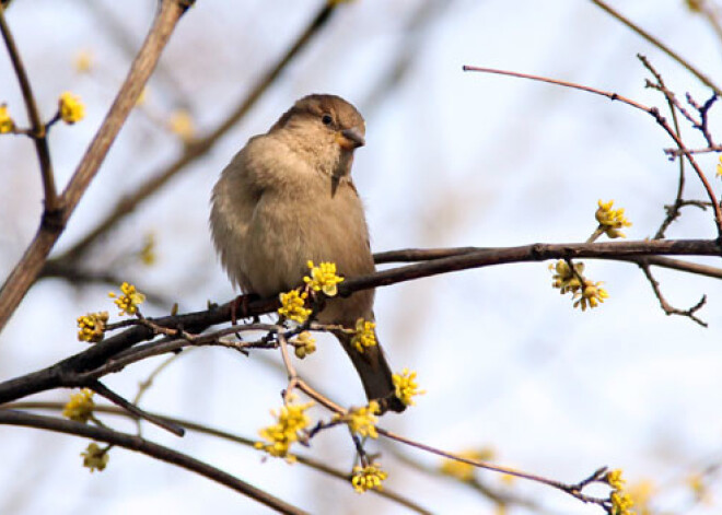 Pārspēts šīs dienas maksimālās gaisa temperatūras rekords