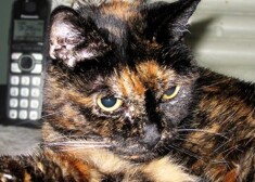 В пересчете на человеческий возраст кошка прожила уже около 125 лет