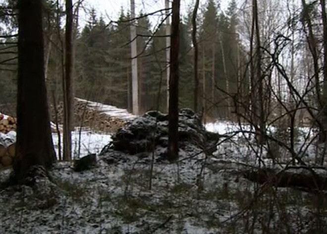 Kā Latvijas mežos savākt malku, nepārkāpjot likumu?