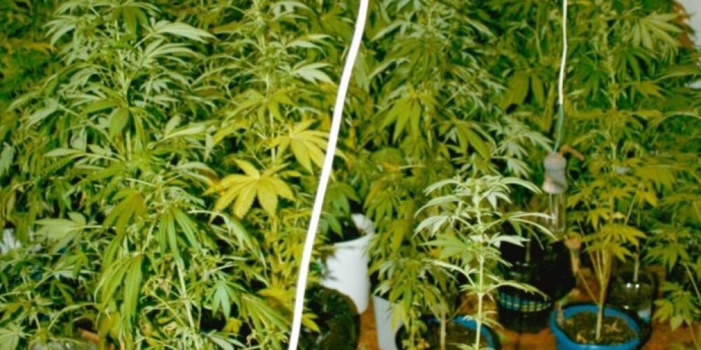 Производство марихуаны в Латвии расширяется, дополнительно к ней часто выращиваются галлюциногенные грибы