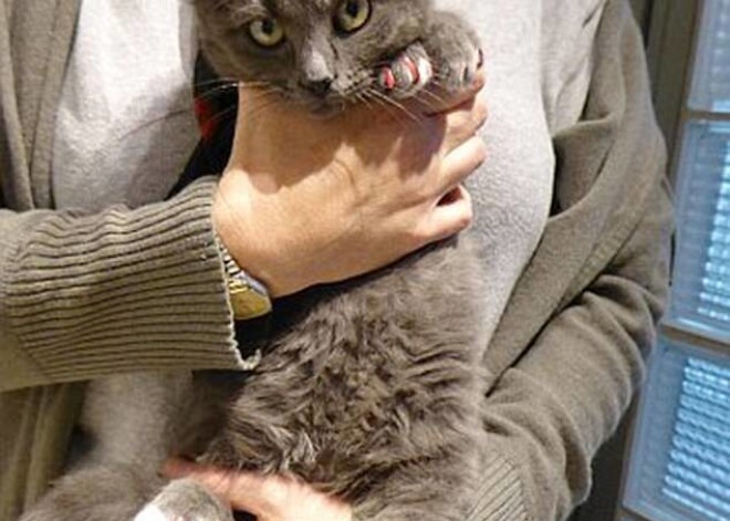 Viena kārtīga "fašionista" savam kaķim uzlikusi maigi rozā akrila nagus, bet brīdi vēlāk secinājusi, ka - ak, vai! - viņai ir alerģija pret kaķa spalvu. Tā nu Brokolis nonāca patversmē, kur noteikti bija visstilīgākais pamestais kaķis, jo tikai viņam vienam bija mākslīgie nagi rozā tonī.