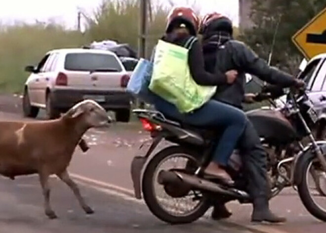 Traka un pamatīgi uzvilkusies kaza terorizē pilsētniekus. VIDEO