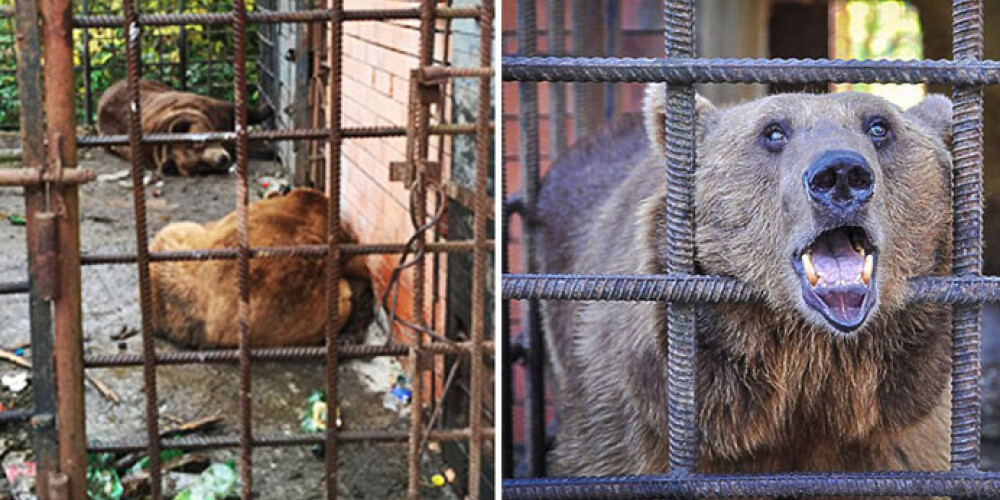 Krievijā konfiscēti divi lāči, kuri padarīti par alkoholiķiem. FOTO
