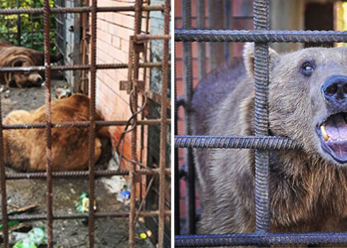 Krievijā konfiscēti divi lāči, kuri padarīti par alkoholiķiem. FOTO