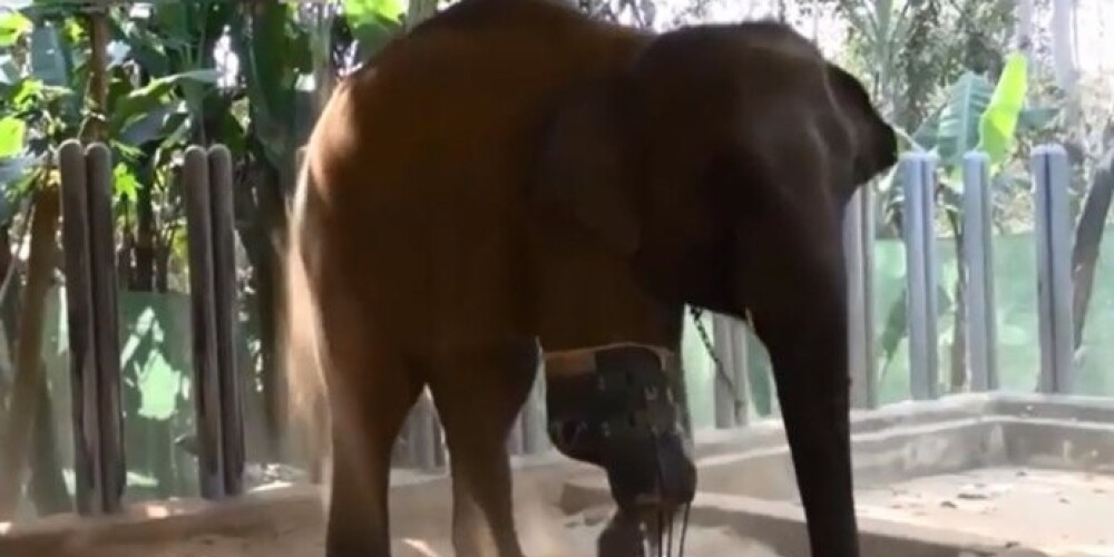 Подорвавшемуся на мине слону сделали искусственную ногу. ВИДЕО