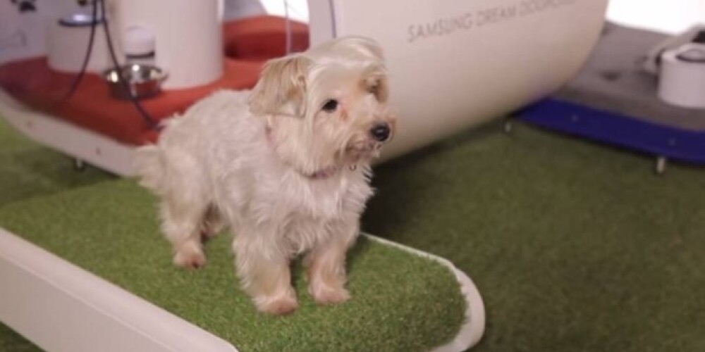 Samsung создала собачью будку за 30 тысяч долларов. ВИДЕО