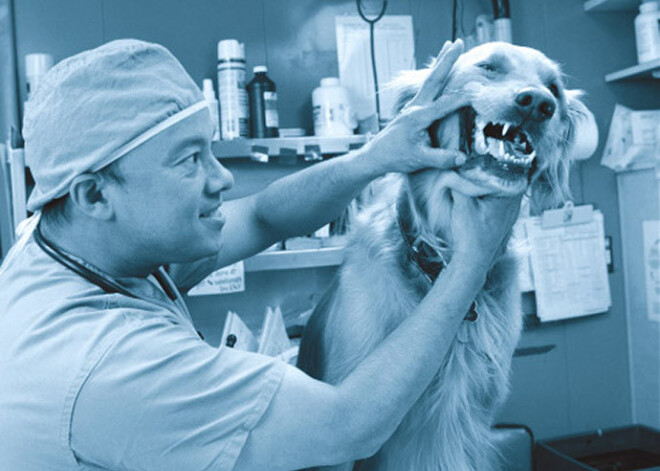 80% suņu ir nopietnas smaganu slimības, bet 90% saimnieku uzskata, ka dzīvnieki ir veseli